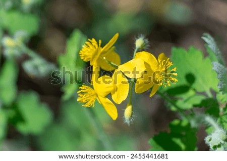 Close-up of yellow flower celandine grows in fields and meadows. Blooming medicinal chelidonium plant of the poppy family papaveraceae. Widely used in traditional medicine. Royalty-Free Stock Photo #2455441681