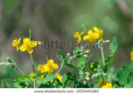 Close-up of yellow flower celandine grows in fields and meadows. Blooming medicinal chelidonium plant of the poppy family papaveraceae. Widely used in traditional medicine. Royalty-Free Stock Photo #2455441683