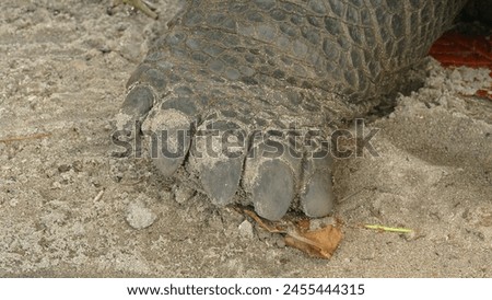 Aldabra giant tortoise Aldabrachelys gigantea - Seychelles native and endemic megafauna on Curieuse Island : close-up on foot  Royalty-Free Stock Photo #2455444315