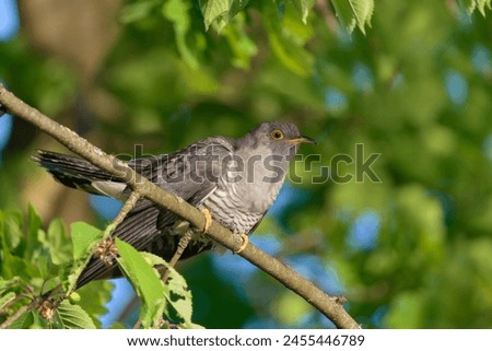 A common cuckoo (Cuculus canorus) sits on the branch. Wild bird in a natural habitat. Wildlife Photography. European cuckoo.                               