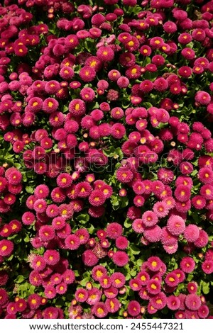 Pink Blooms - A vibrant field of pink flowers under bright sunlight.