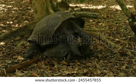 Aldabra giant tortoise Aldabrachelys gigantea - Seychelles native and endemic megafauna on Curieuse Island : coitus between male and female in middle of thick tropical rainforest Royalty-Free Stock Photo #2455457855