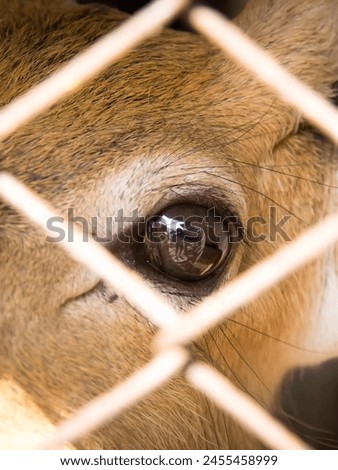 a photography of a deer's eye is seen through a fence.
