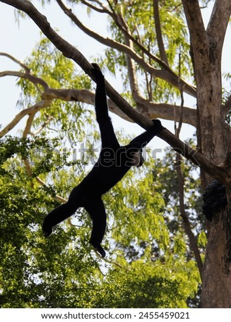 a photography of a black bear hanging from a tree branch.