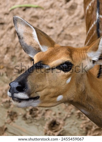 a photography of a deer with a very large ear and a very long nose.