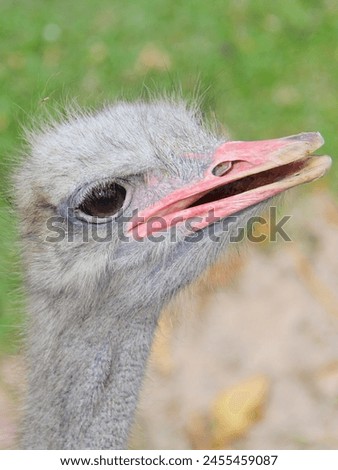 a photography of a close up of a bird with a very big beak. Royalty-Free Stock Photo #2455459087