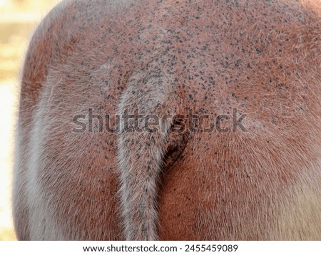 a photography of a horse with a patch of hair on its back.