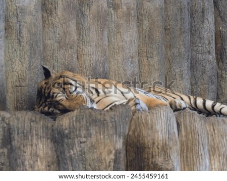 a photography of a tiger laying on a rock in a zoo.