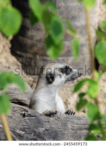 a photography of a small meerkat sitting on a log.