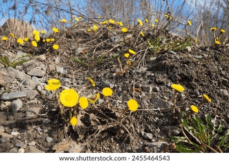 Tussilago farfara, coltsfoot is a plant in the tribe Senecioneae in the family Asteraceae. Traditional medicine. Toxic pyrrolizidine alkaloids in the plant has resulted in liver health concerns. Royalty-Free Stock Photo #2455464543