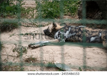 African wild dog hyenas. Wild animal and wildlife. Animal in zoo. African wild dog hyenas in zoo park. Wildlife and fauna. Hyaenas.