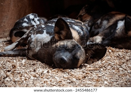 Wild animal and wildlife. Animal in zoo. African wild dog hyenas in zoo park. Wildlife and fauna. Hyaenas. African wild dog hyenas. Lycaon pictus.