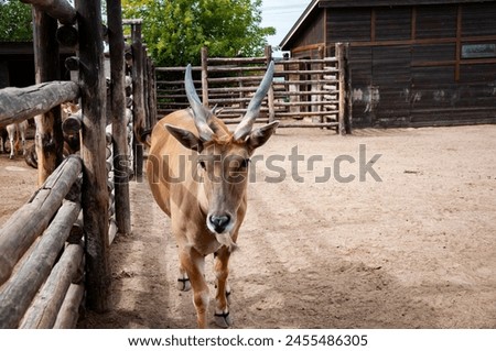 Animal in zoo. Eland antelope in zoo park. Wildlife and fauna. Eland antelope. Wild animal and wildlife. South Africa. Royalty-Free Stock Photo #2455486305