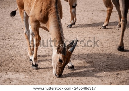 Wildlife and fauna. Eland antelope. Wild animal and wildlife. Animal in zoo. Eland antelope in zoo park. Kenya. Royalty-Free Stock Photo #2455486317