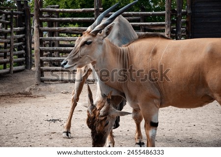 Eland antelope. Wild animal and wildlife. Animal in zoo. Eland antelope in zoo park. Wildlife and fauna. Eland distinctive spiral horns. Royalty-Free Stock Photo #2455486333