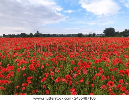 Picturesque landscape of red blooming field of poppies with cloudy blue sky