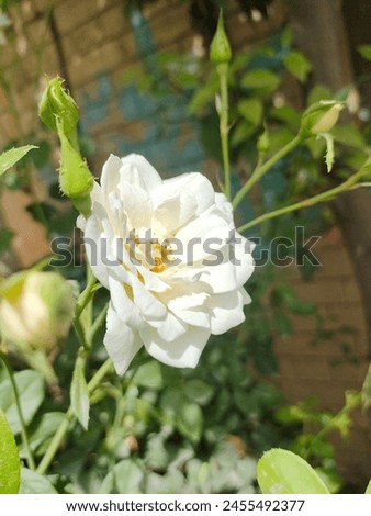 White Rose like a Piece of Moon. Morning shine with fragrance of flowers.  Royalty-Free Stock Photo #2455492377