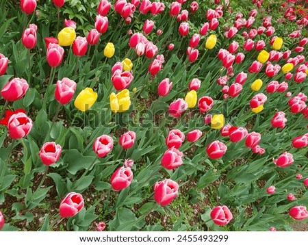 a picture of pink and yellow flowers