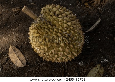 Balinese durian fruit just fell from the tree