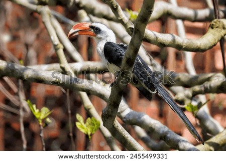 A male Von Der Deckens hornbill, Tockus deckeni, perched in a tree. A slender hornbill with pied plumage and endemic to dry regions of Eastern Africa Royalty-Free Stock Photo #2455499331