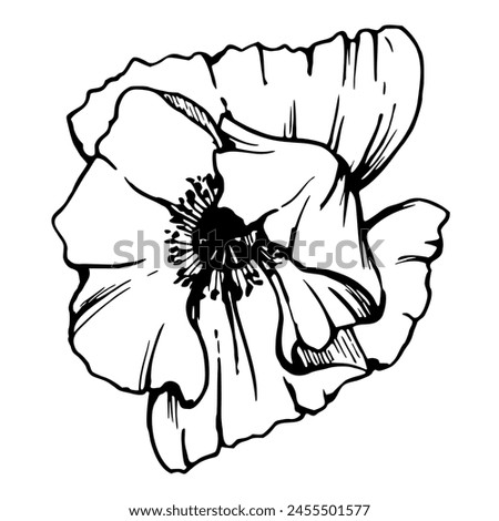 Vector set of elements with hand drawn peony poppy flowers. Isolated on white background. Botanical graphic illustration. Design for invitations, wedding, love or greeting cards, paper, print, textile