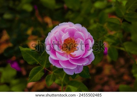 damask rose flowers blooming in the garden