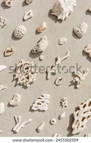 Sea shells, corals, sea stones with sun shadow at sunlight, nature photo of white shell and coral pieces scattered on light beige concrete, minimal monochrome vertical pattern, neutral pastel color