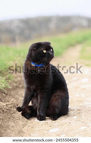 A black cat with a blue collar sits on the ground. The cat is looking up at the camera