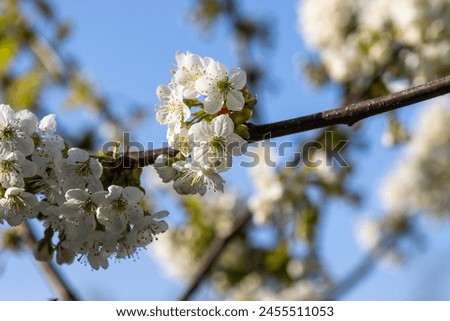 Many white blossoms on the branch of a cherry tree "sunburst" or prunus avium on a blurred background. Selective focus.