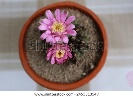 Top view of a cactus blooming in pairs of pink flowers in a terracotta pot. Placed on a checkered background

