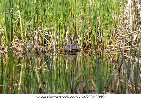 European pond turtle (Emys orbicularis, European pond terrapin or tortoise) in her natural pond habitat. Long-living freshwater turtle from the family Emydidae in park in Sofia, Bulgaria. Royalty-Free Stock Photo #2455515019