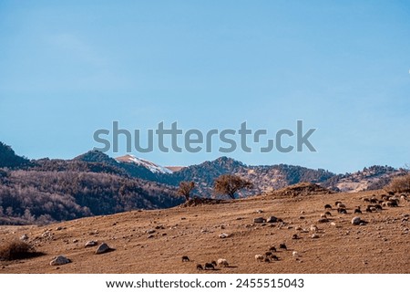 picturesque natural picture with snow-capped mountain peaks and mountains, autumn bare trees, blue sky, snow lies on the mountain tops, animals cows sheep on a self-walk, atmospheric picture