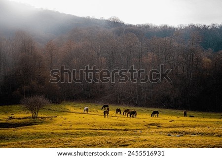 picturesque natural picture with mountains, autumn bare trees, light fog moving from the mountains, gray sky, wild animals horses and stallions on their own, atmospheric picture with the setting sun
