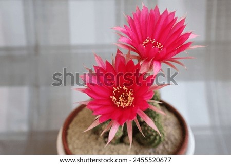 Large cactus flowers bloom in pairs in fuchsia color. In a plastic pot with brown and white edges. checkered background

