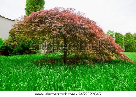Red foliage of the weeping Laceleaf Japanese Maple tree (Acer palmatum) in garden