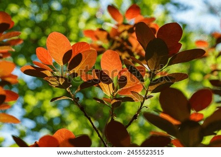 Red leaves against greenery. Young red leaves of Cotinus coggygria Royal Purple (Rhus cotinus, the European smoketree) against sunlight background of blurred greenery in spring garden. Royalty-Free Stock Photo #2455523515
