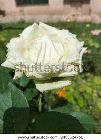 Beautiful White flower picture with Green leaf 