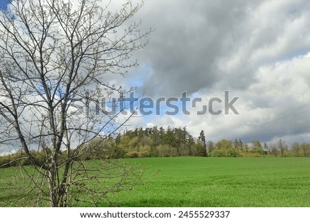 Spring tree with branches, green field in the background, trees and sky with clouds