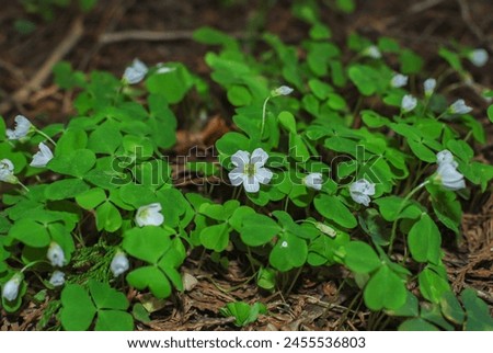 Blooming white Oxalis acetosella, the wood sorrel or common wood sorrel, is a rhizomatous flowering plant in the family Oxalidaceae, common in most of Europe and parts of Asia. Royalty-Free Stock Photo #2455536803