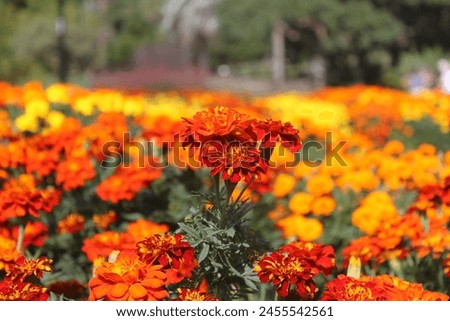 Bright marigolds on the flowerbed Blooming marigolds