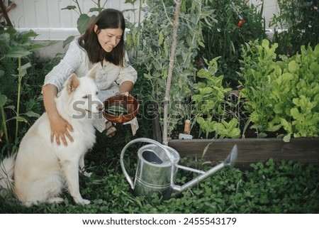Woman and her cute dog together picking stan peas from raised garden bed. Gathering vegetables with pet in urban organic garden. Homestead lifestyle Royalty-Free Stock Photo #2455543179