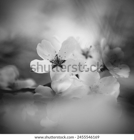 Blooming white flowers, spring flowering branch, natural background for text, black and white color