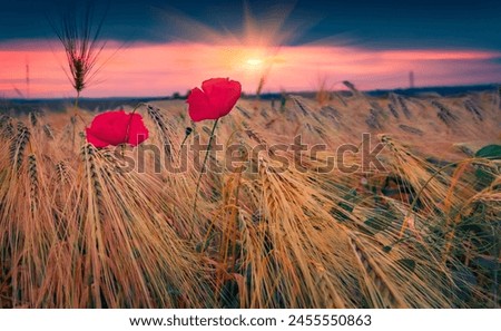Two poppy flowers among the wheat at sunset. Colorful morning scene of blooming red poppys on green meadow. Beauty of countryside concept background.
