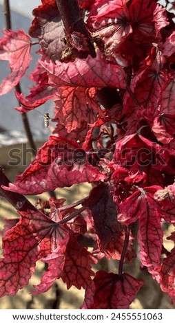 A bee hovering on red leaves it’s an attractive red plant good for background