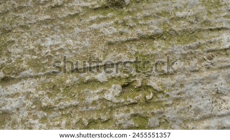 green moss on the wall in Indonesia, moss background, mossy wall background, Jombang-Indonesia, 29 April 2024 Royalty-Free Stock Photo #2455551357