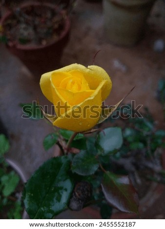 The yellow rose! A beautiful and symbolic flower that represents joy, happiness, and friendship.

The yellow rose is a variant of the classic rose flower, with a warm and vibrant yellow petals that ca