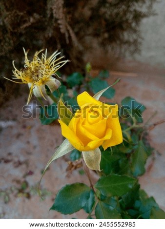 The yellow rose! A beautiful and symbolic flower that represents joy, happiness, and friendship.

The yellow rose is a variant of the classic rose flower, with a warm and vibrant yellow petals that ca