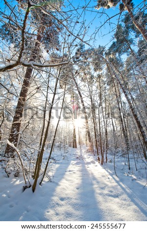 Beautiful winter landscape with snow covered trees - sunny winter day