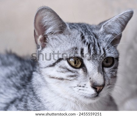 Portrait of a Egyptian Mau Cat