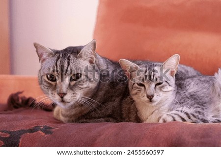 Young Egyptian Mau Cat with his best Friend